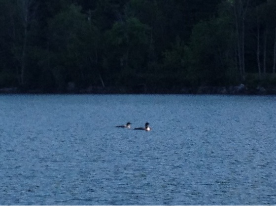 The loons on our cocktail cruise on Crystal Lake, Vermont.