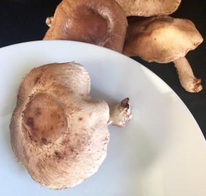 One shiitake mushroom and multiple mushrooms behind it.