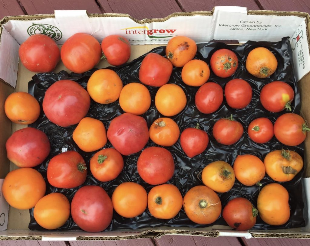 Eleven pounds of fresh tomatoes in a box.